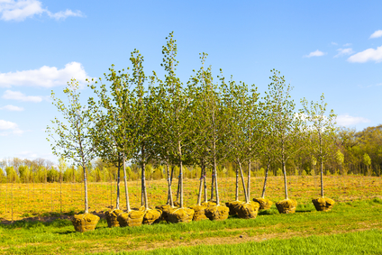 Trees Planting